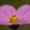 秋桜（コスモス）