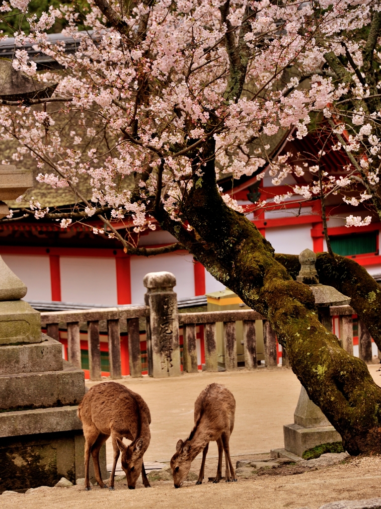 古からの春景色（桜と神鹿）