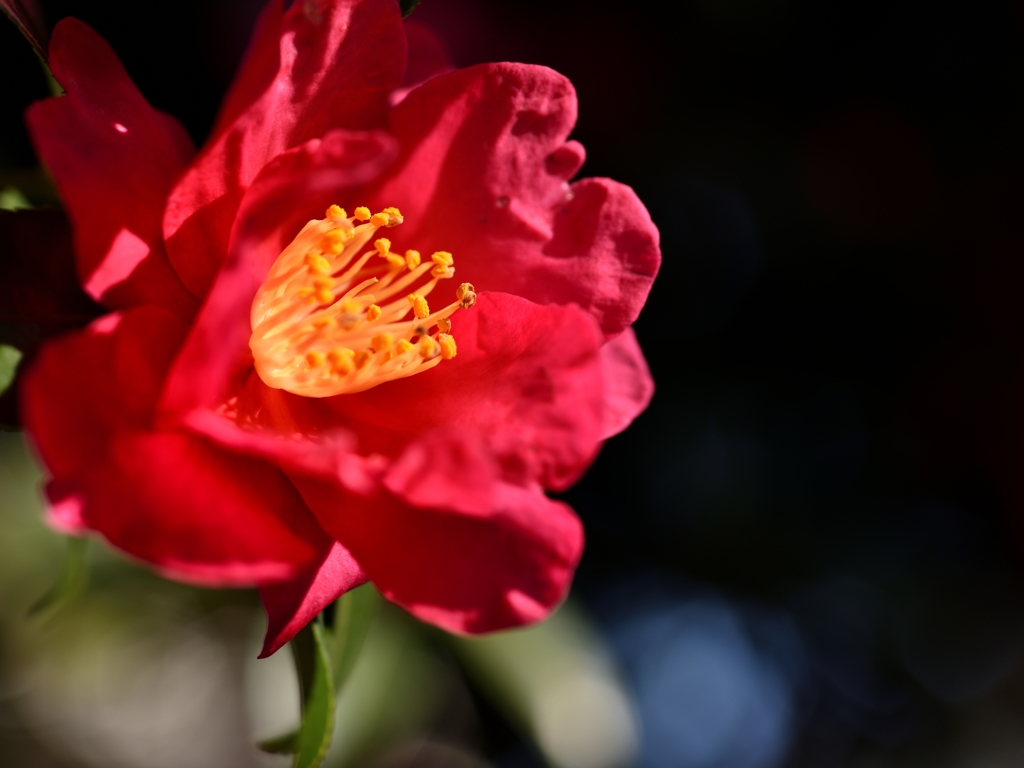 師走の花　①