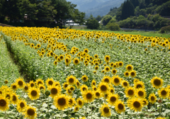 ひまわり畑
