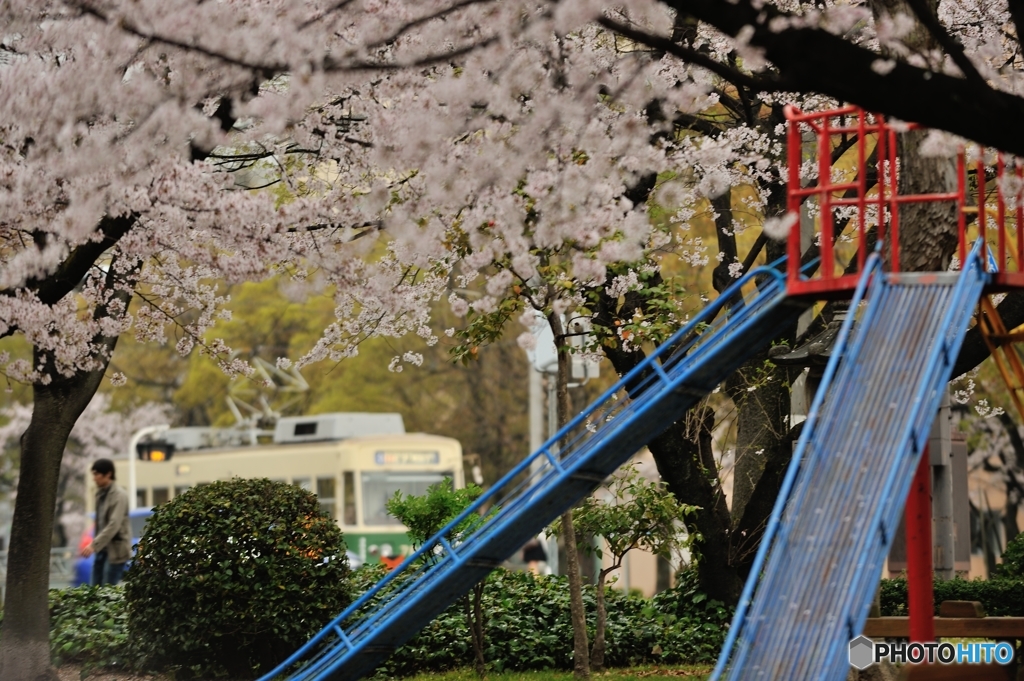 夢桜