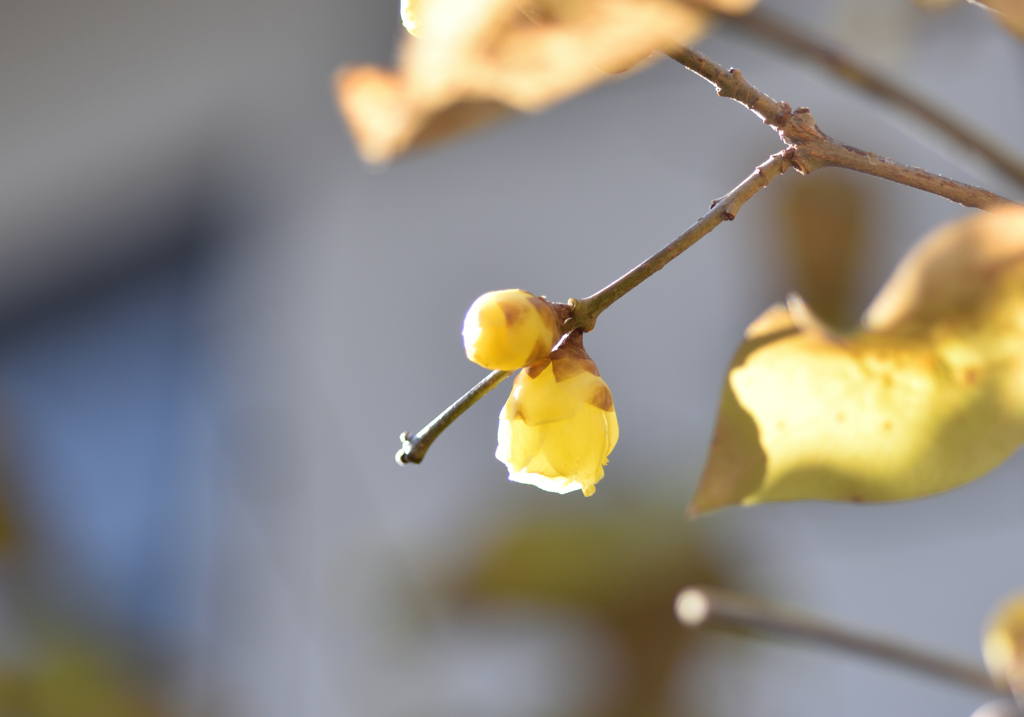 春告花　蝋梅