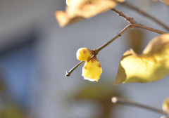 春告花　蝋梅