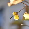 春告花　蝋梅