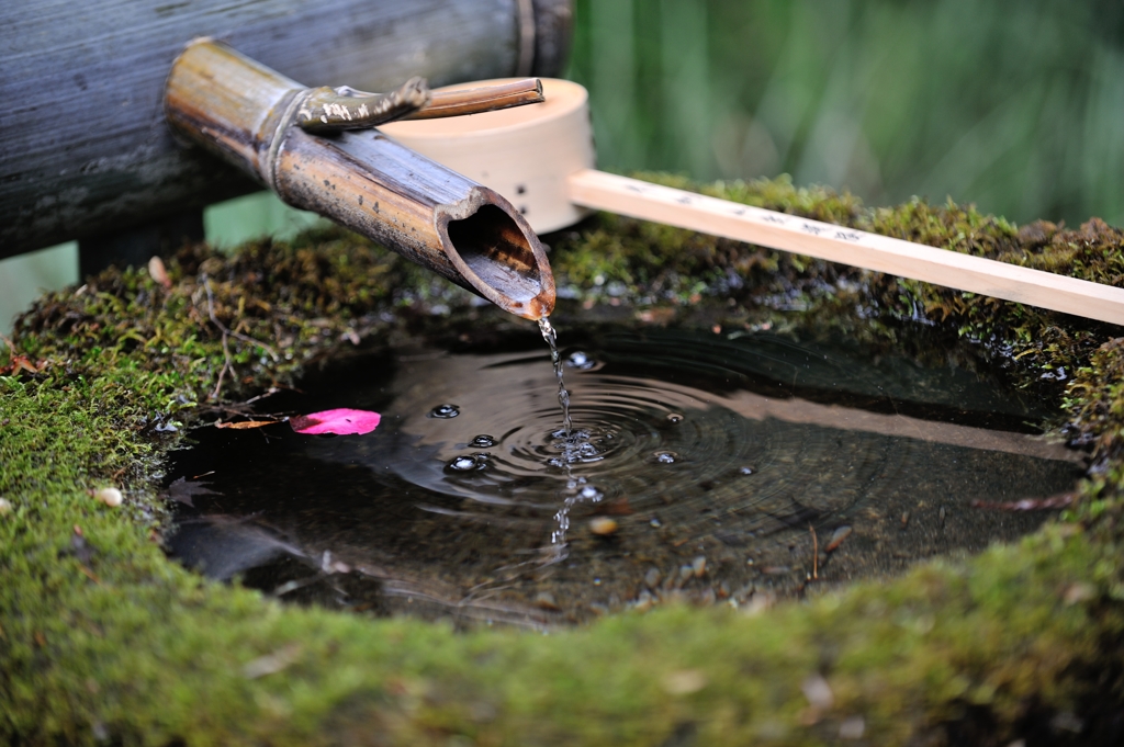 手水桶（つくばい）に山茶花