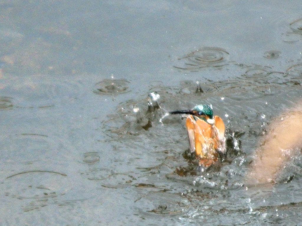 ふぅ～。獲れなかったぜー