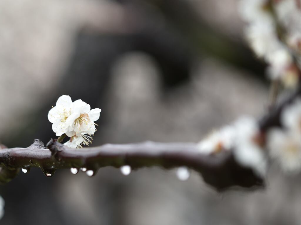 梅と雫１