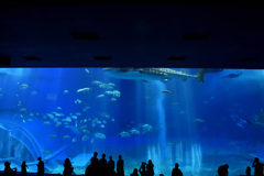 沖縄美ら海水族館