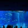 沖縄美ら海水族館