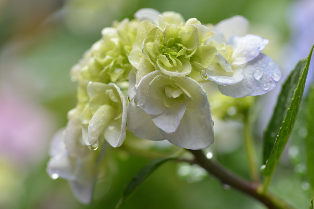 雨と紫陽花①