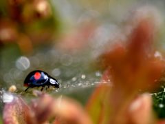 蜘蛛の巣嵌ってサア大変