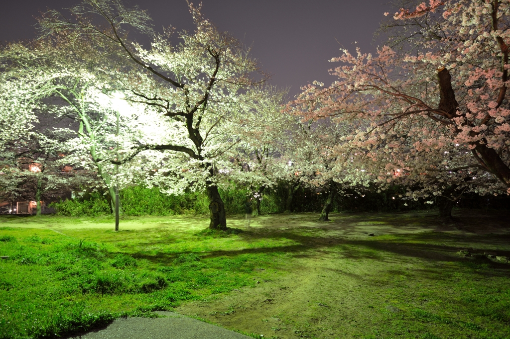 夜桜満開