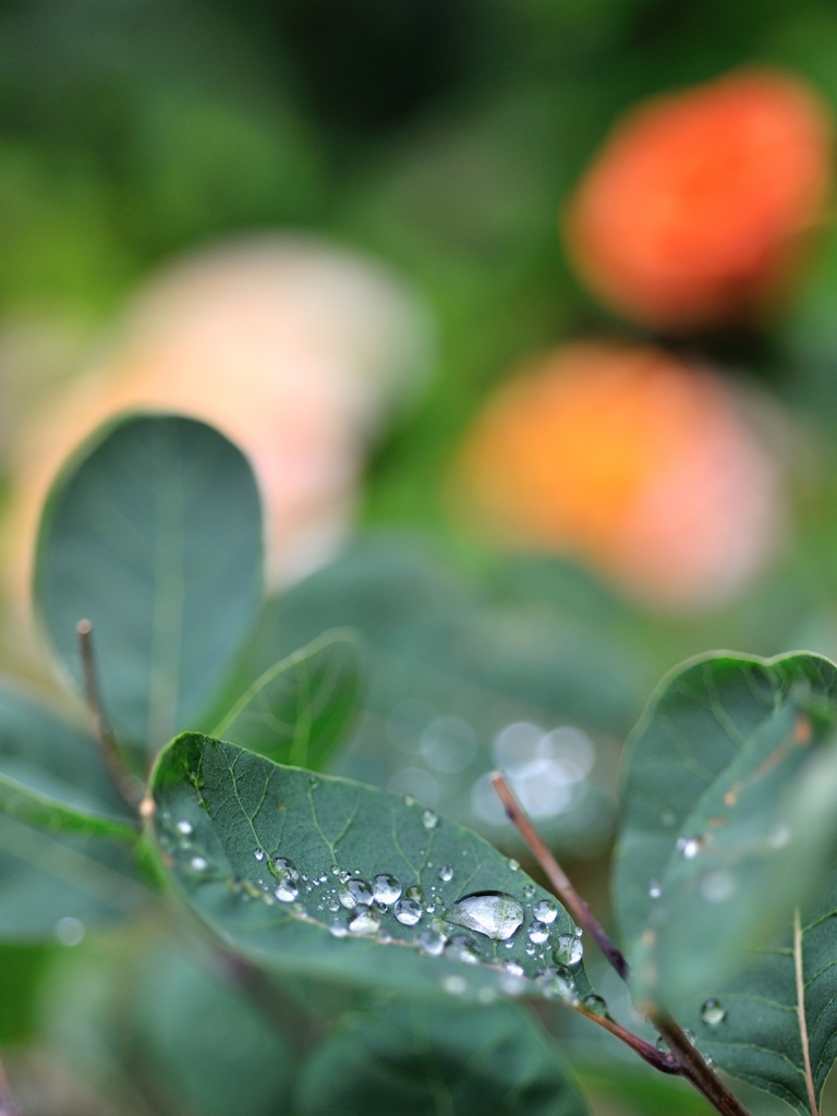 雨上がり