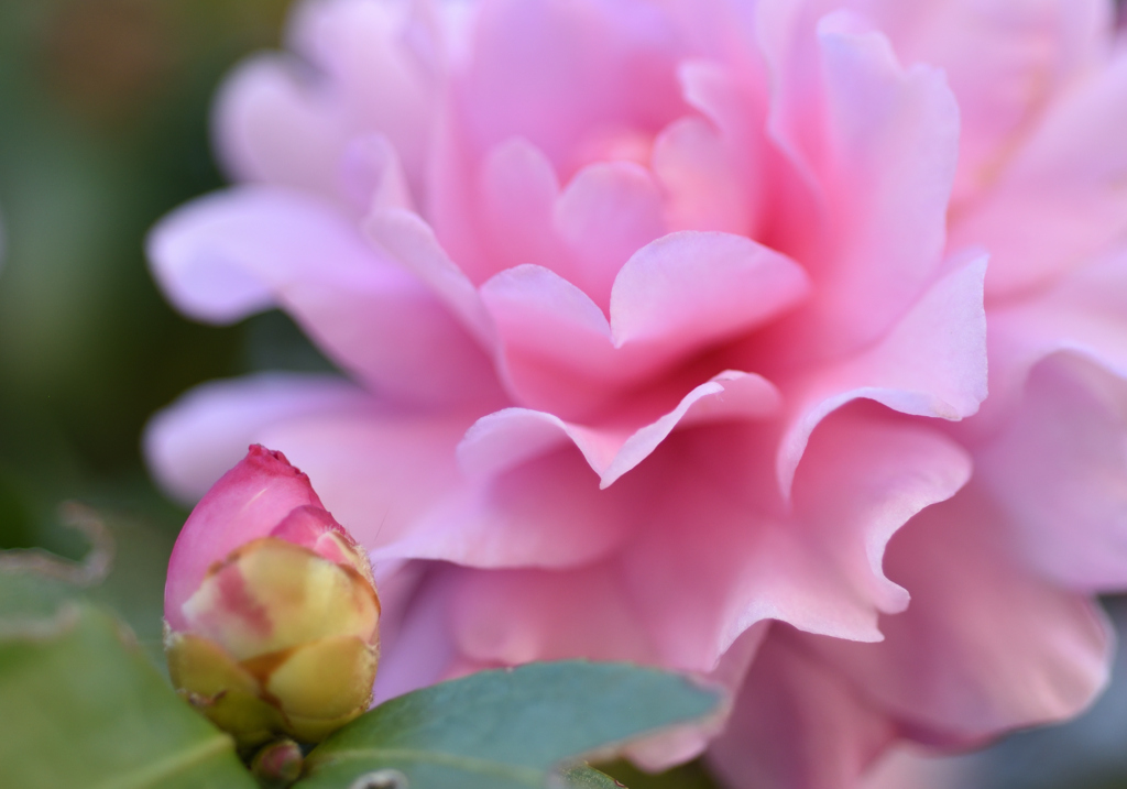 山茶花