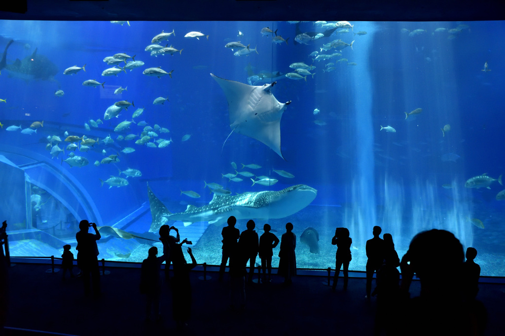 沖縄美ら海水族館２