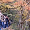 紅葉を撮る②