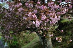 八重の桜