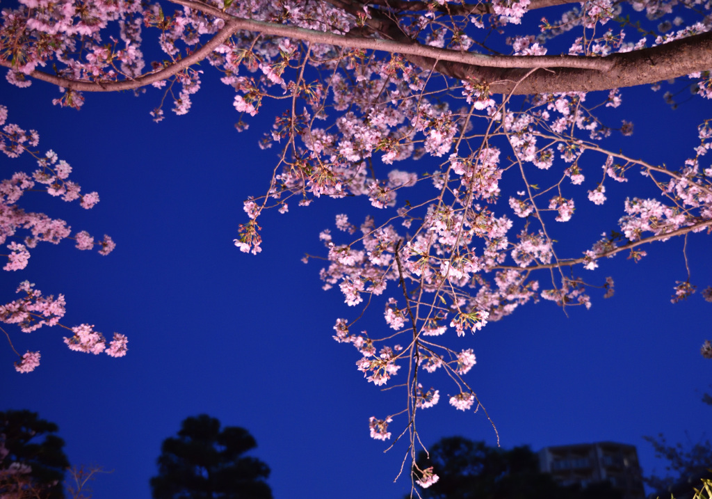 夜桜１