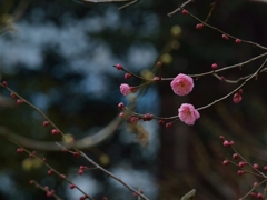 花言葉は「高潔」