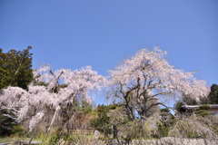 神原のしだれ桜