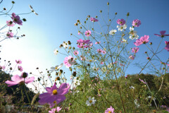 秋空と秋桜