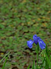 花菖蒲の立ち姿