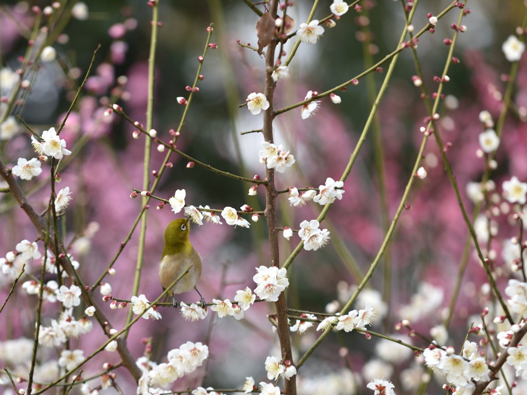 春が来た～