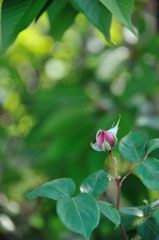 開花前。花言葉は「感銘」です。