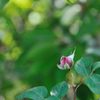 開花前。花言葉は「感銘」です。