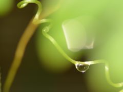 しずく