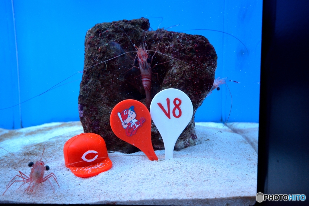 水族館もＶ８