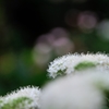 純白花