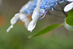 雨と紫陽花②