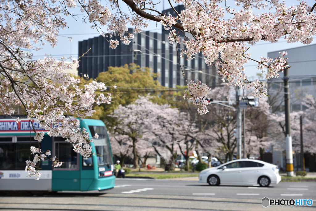 花見電車