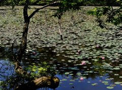 睡蓮（花言葉は「純粋な心」「優しさ」「信頼」等です）②