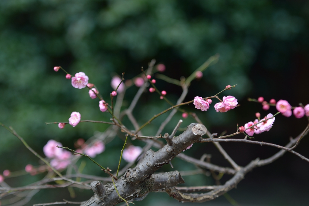 春の匂い