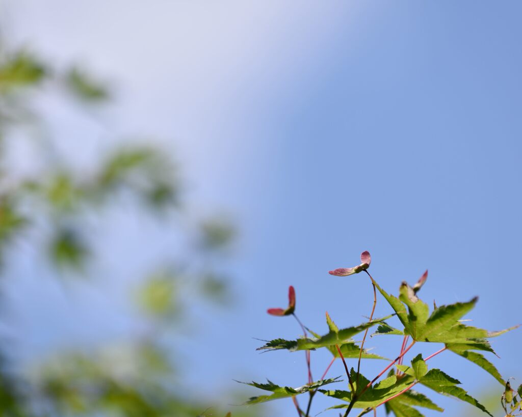 いつかこの空を飛ぶ