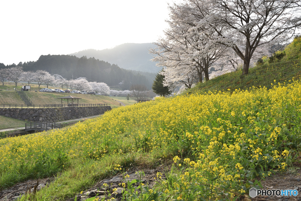 春の野