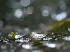 蜘蛛の巣の罠