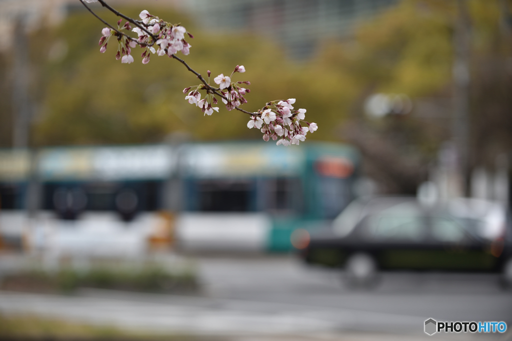 桜電車①