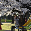 人生最初の花見かな？