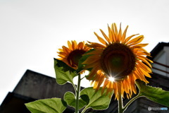 夏の太陽
