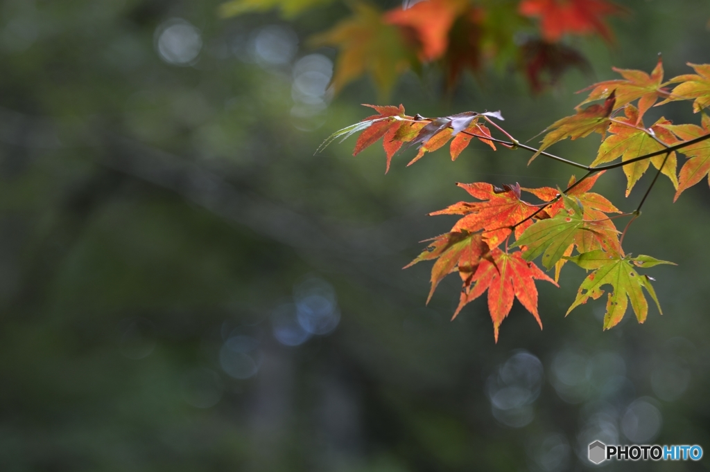 紅はじめ