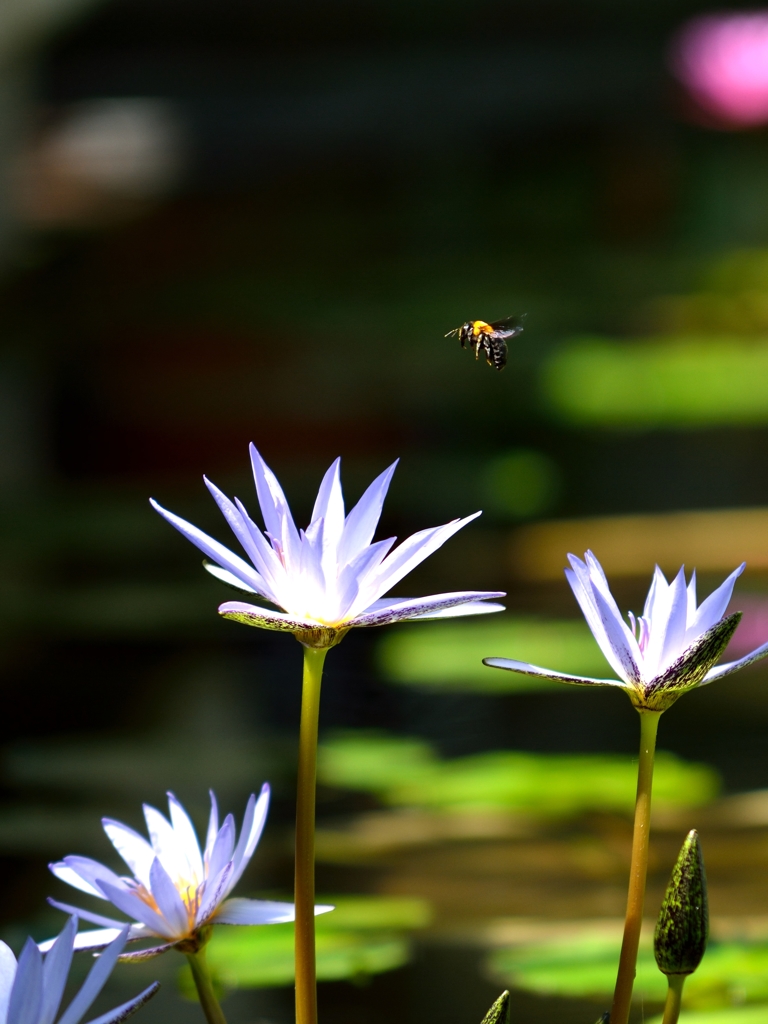 花から花へ