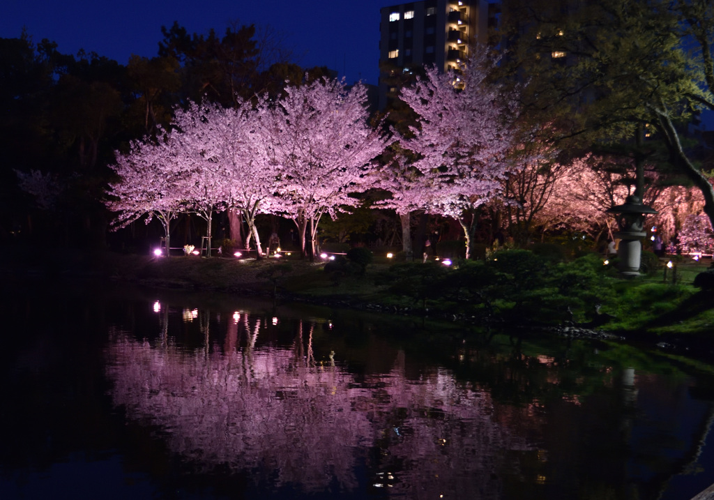 夜桜3