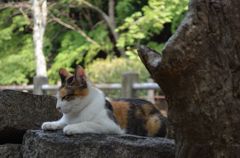 哲学の猫