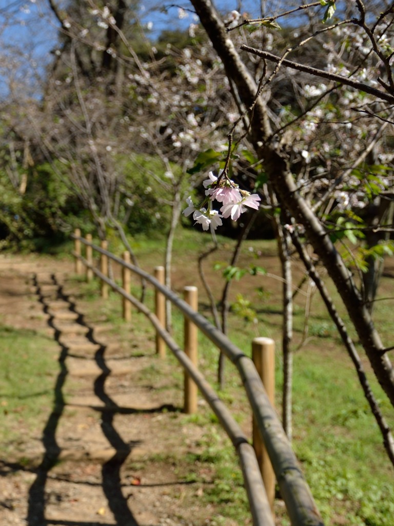 冬桜