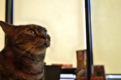 猫カフェ