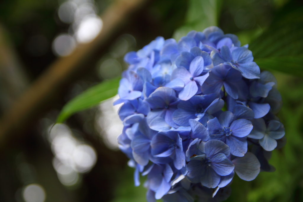 紫陽花