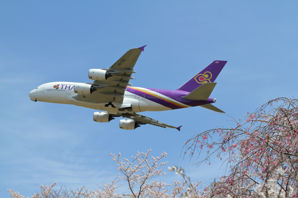 TG桜